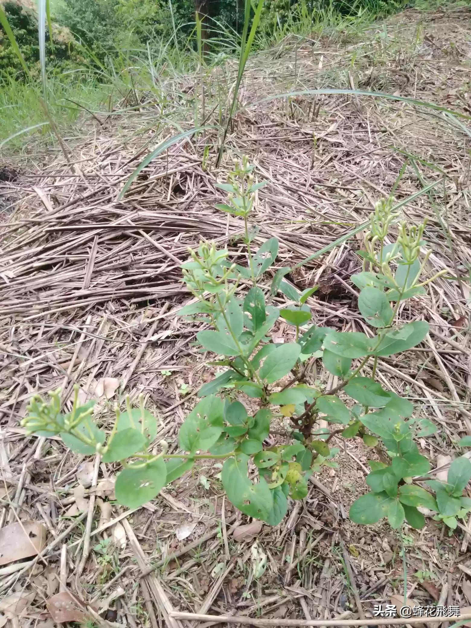 平邑县哪里看欧洲杯直播:平邑县哪里看欧洲杯直播的