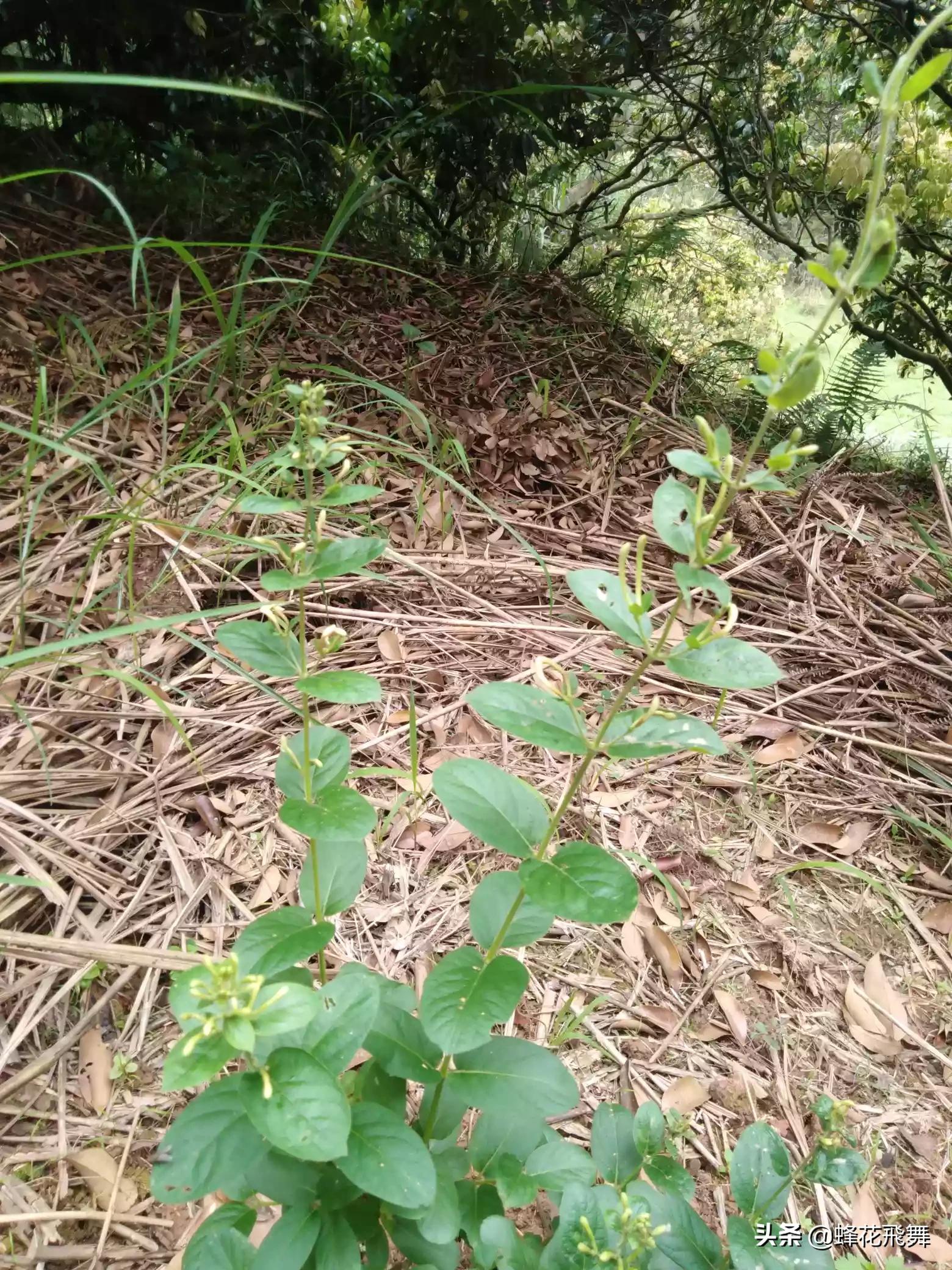 平邑县哪里看欧洲杯直播:平邑县哪里看欧洲杯直播的