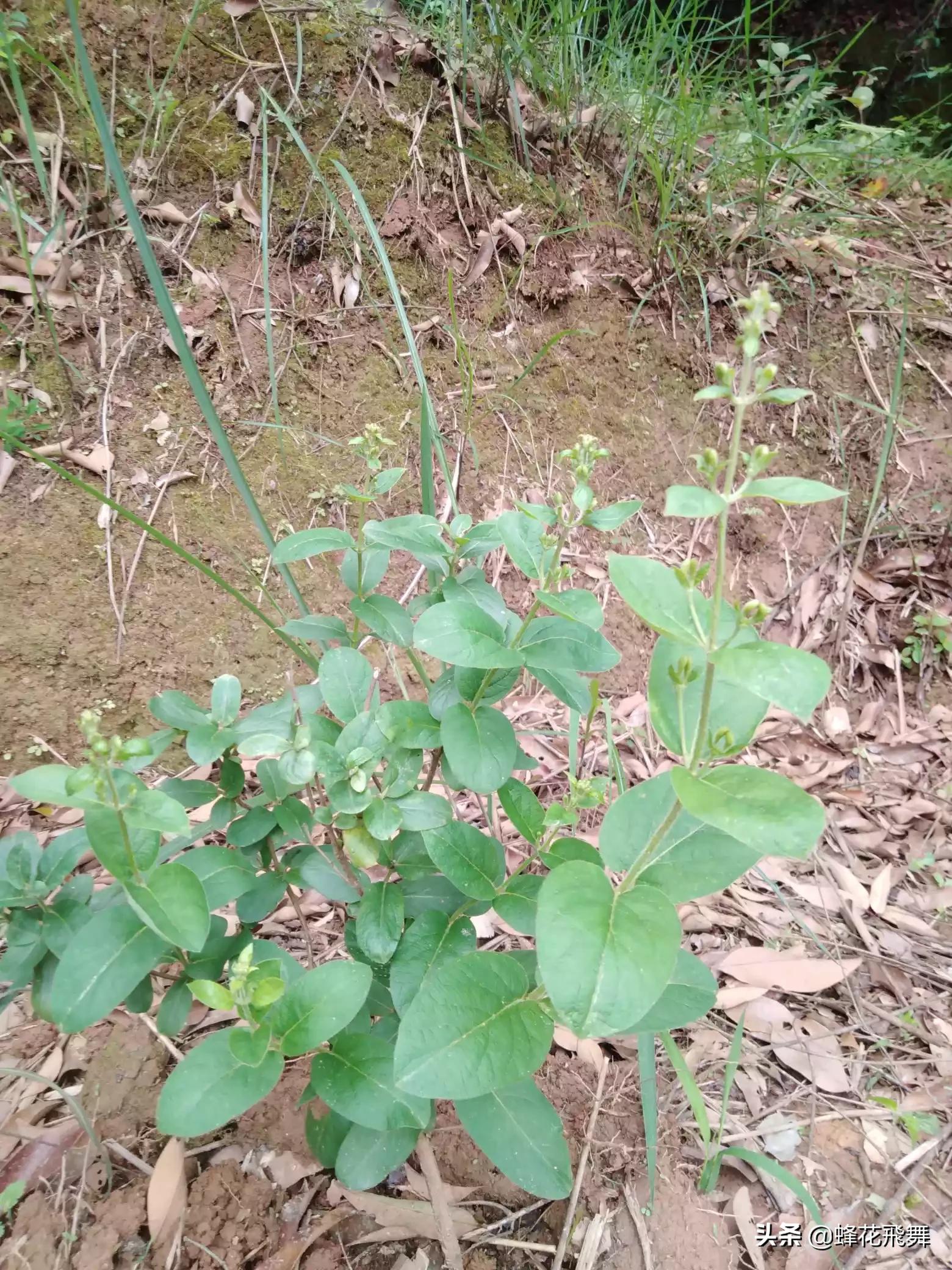 平邑县哪里看欧洲杯直播:平邑县哪里看欧洲杯直播的