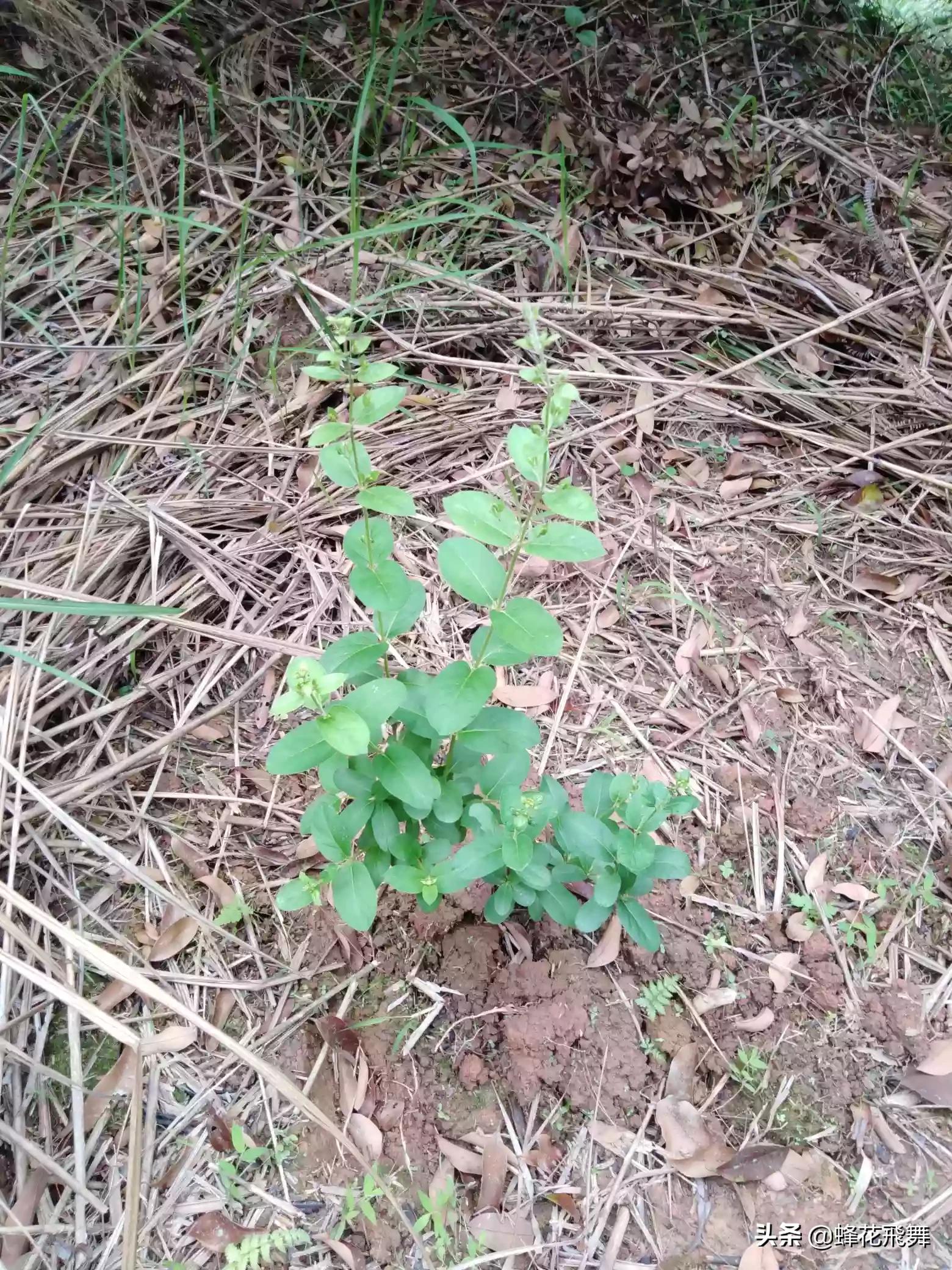 平邑县哪里看欧洲杯直播:平邑县哪里看欧洲杯直播的