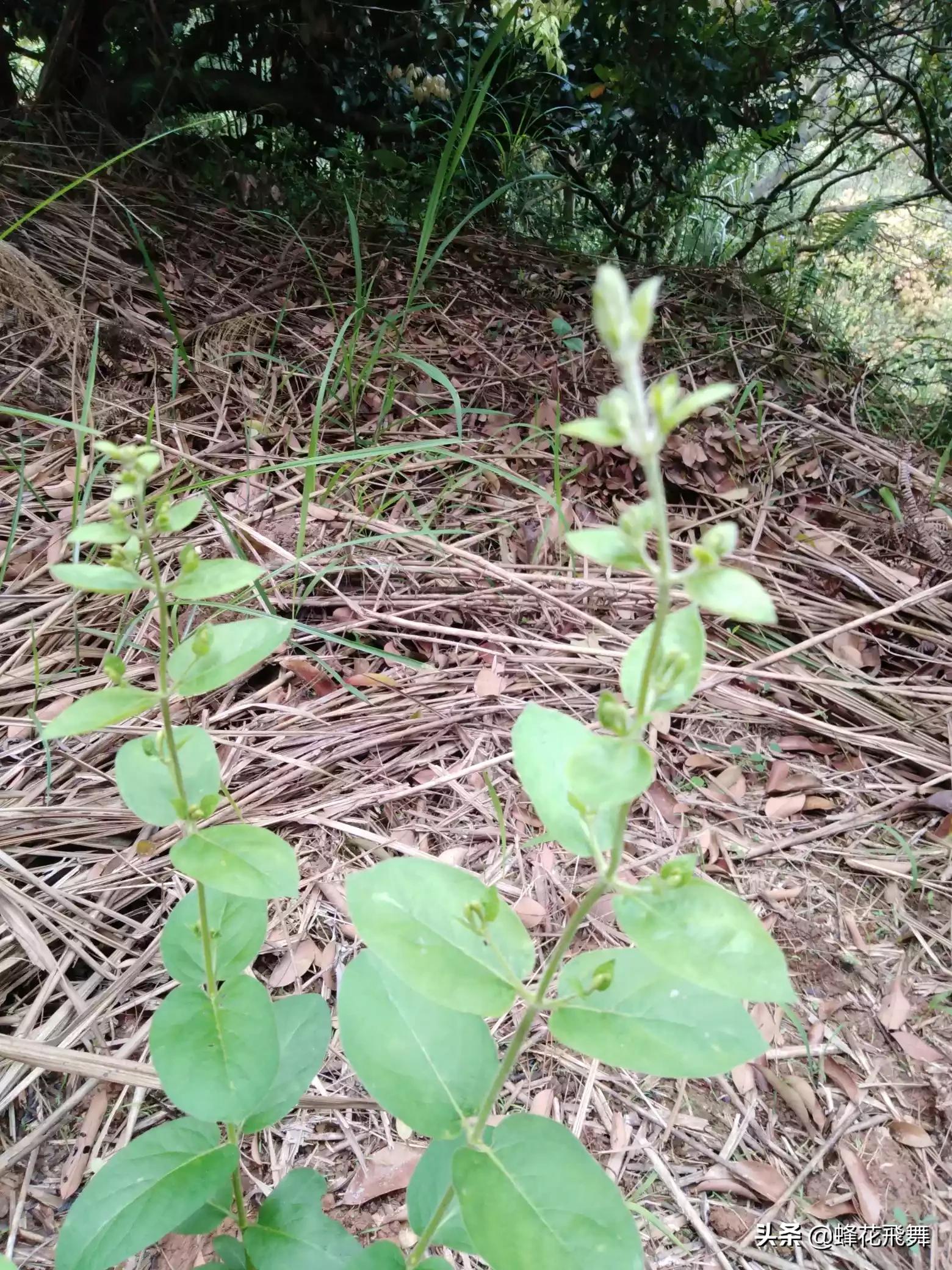 平邑县哪里看欧洲杯直播:平邑县哪里看欧洲杯直播的