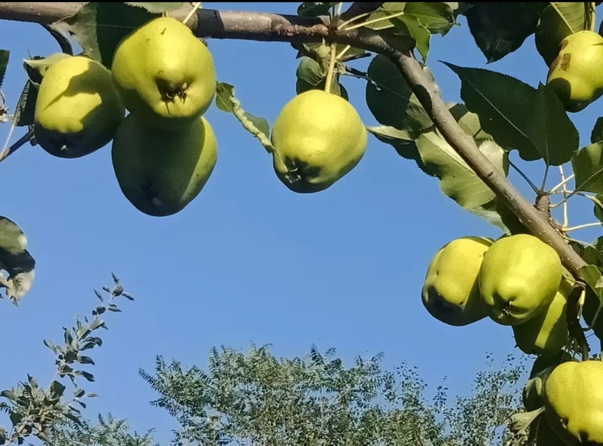 欧洲杯西瓜直播:欧洲杯西瓜直播在哪看