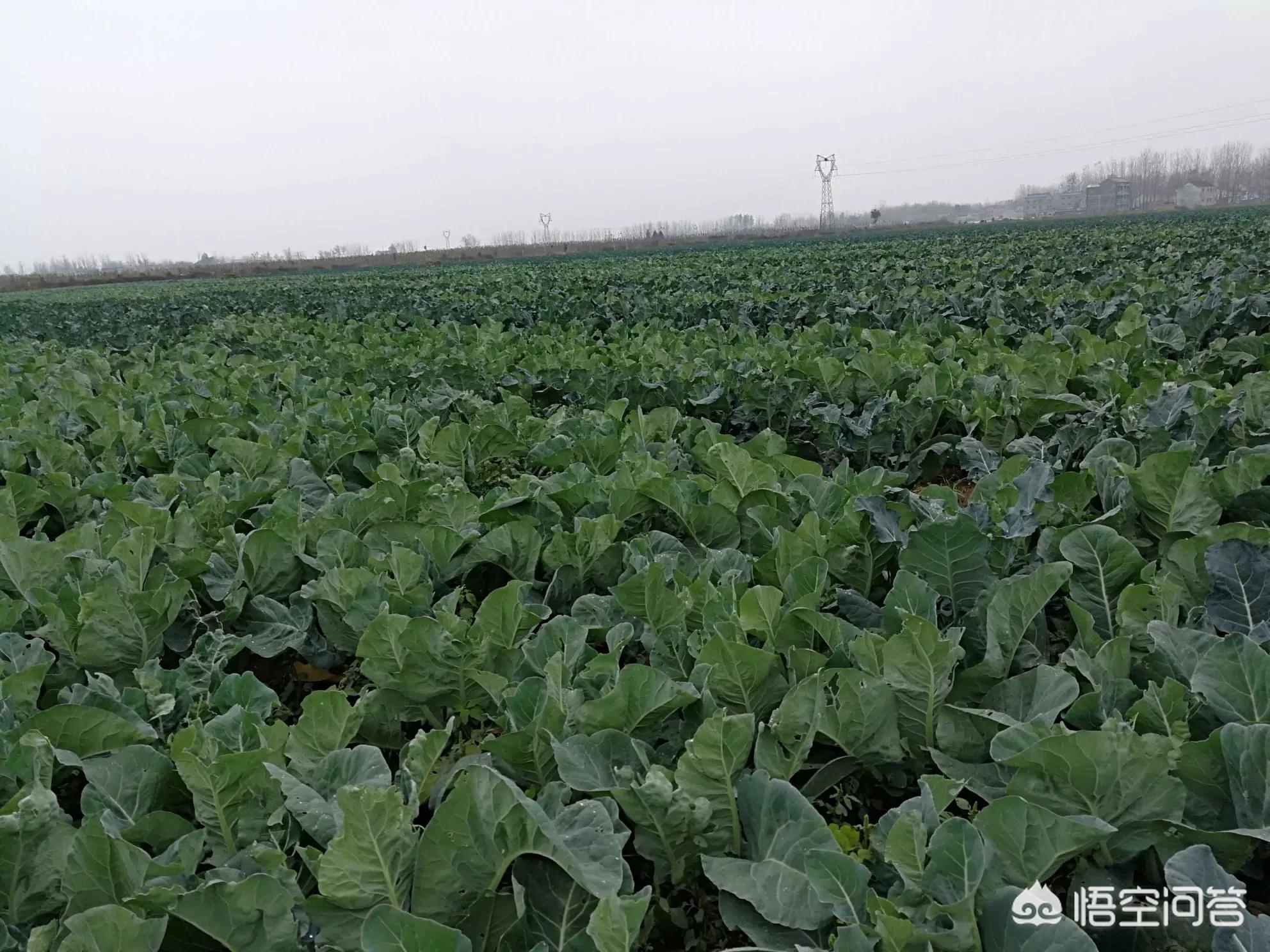 浦北哪里可以看欧洲杯直播:浦北哪里可以看欧洲杯直播的