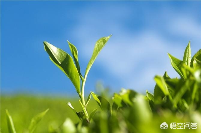 欧洲杯直播大茶饭是真的吗:欧洲杯直播大茶饭是真的吗还是假的