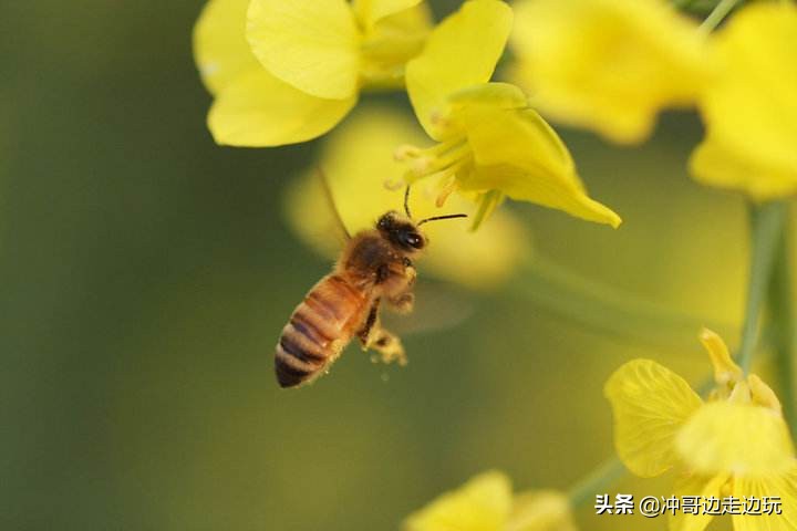 欧洲杯洛阳看球在哪看直播:欧洲杯洛阳看球在哪看直播啊