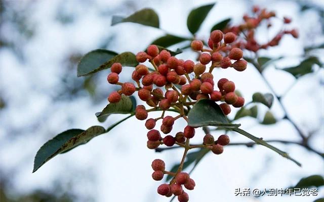 花椒直播能看欧洲杯嘛视频:花椒直播能看欧洲杯嘛视频下载