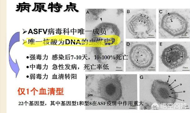 欧洲杯蚊子直播:欧洲杯赛程2021文字直播