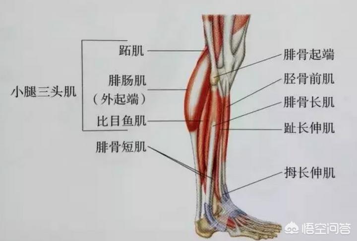 直播欧洲杯怎么瘦腿:直播的欧洲杯