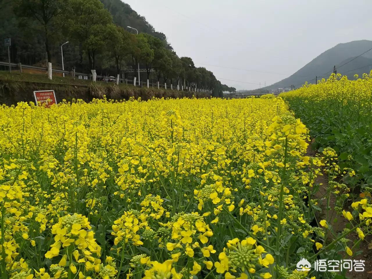 昆明哪能看欧洲杯直播比赛:昆明哪能看欧洲杯直播比赛的地方