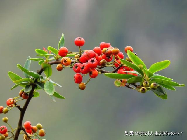 花椒直播看欧洲杯:花椒直播看欧洲杯免费吗