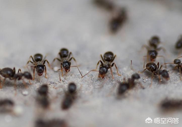 欧洲杯搞笑捡瓶子视频直播:欧洲杯搞笑捡瓶子视频直播回放