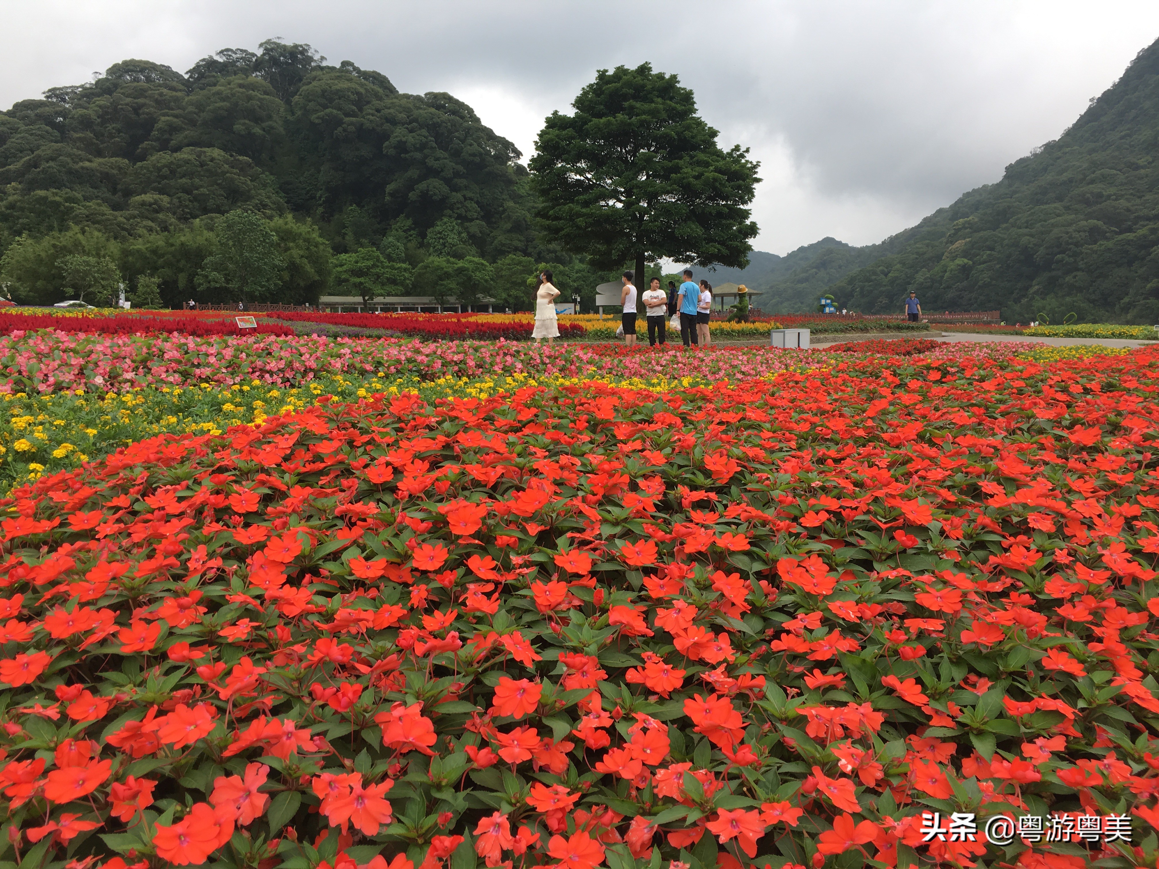 荔湾看欧洲杯在哪里看直播:荔湾看欧洲杯在哪里看直播的